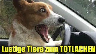 Lustige videos zum TOTLACHEN  Versuch nicht zu lachen TIERE 😂 [upl. by Yettie]