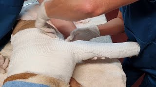 Spica splint application dog demonstrated on an ethically sourced dog cadaver [upl. by Ahsinor]