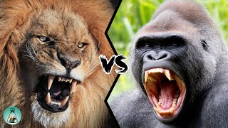 LION VS GORILLA  Who would win this fight [upl. by Conti]