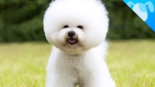 Bichon Frisé Facts [upl. by Susi]