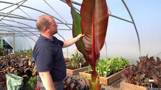 Ensete ventricosum Maurelii at Todds Botanics [upl. by Ilowell]