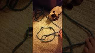 How To Make A Fiador Knot [upl. by Oicneconi389]