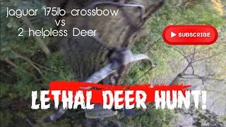 175 lb Jaguar Crossbow Hunting [upl. by Aekin]