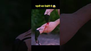 Flamingo feed blood to his baby 🦩😱 shorts ytshorts shortvideo [upl. by Breed449]