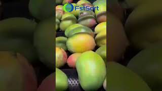 Máquina automática procesamiento y empaque de mangocalibradora de frutasclasificación de kent [upl. by Ymma]