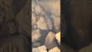 A lizardfish fish lizardfish [upl. by Fesoy]