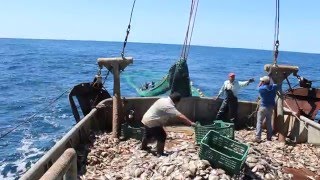 Pesca de arrastre Bottom trawling [upl. by Israel18]