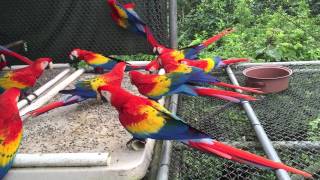 Guacamayas libres [upl. by Ennahtebazile]