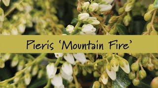 Pieris Mountain Fire at Prides Corner Farms [upl. by Nilerual]