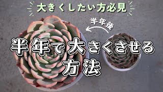 半年間でエケベリアが驚きの成長！育成方法を紹介 【 多肉植物  ガーデニング 】 [upl. by Primrose45]