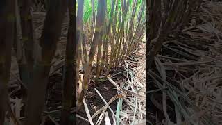 86032 sugarcane farming shetkari trending viralvideo [upl. by Nowyt]