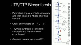 Pyrimidine U amp C Biosynthesis [upl. by Caughey]