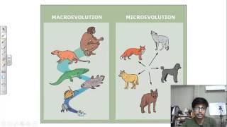 Microevolution vs macroevolution [upl. by Urita987]