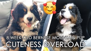 We got a PUPPY 🥰❤ 8 Weeks old Bernese Mountain Dog CUTENESS OVERLOAD [upl. by Bertle]