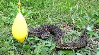 Serpente Bothrops neuwiedii dando bote [upl. by Ettena]