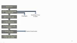 EBV Acute infection [upl. by Kerwinn407]