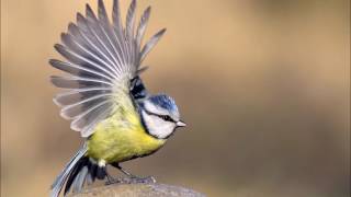 canto del carbonero  chant de mésange bleue [upl. by Haidabez]