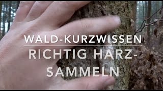 Richtig HarzSammeln WaldKurzwissen [upl. by Krilov856]