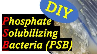 Improve Your Garden Phosphate Solubilizing Bacteria PSB [upl. by Pearman]