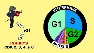 p53 Tumour Suppressor and MDM2 [upl. by Ardnuahsal]