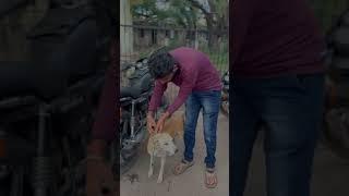 Please save dogs 🙏❤️Santhu2425 santhu2425 dog doglover ￼ [upl. by Zullo]