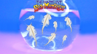 THE AMAZING LIVE SEA MONKEYS Cute amp Easy Pets for Kids  Fun Kids Activity Review [upl. by Llereg]