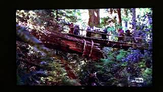 Star Wars Episode VI  Return of the Jedi 1983  Ewok’s Village scene [upl. by Tien]