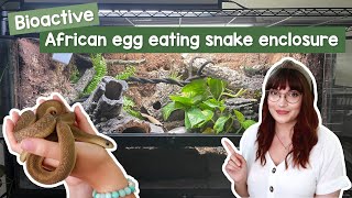 Bioactive African egg eating snake enclosure [upl. by Deena677]