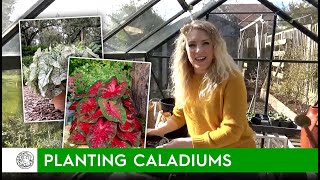 How to plant Caladiums bulbs  FarmerGracycouk [upl. by Feldstein961]