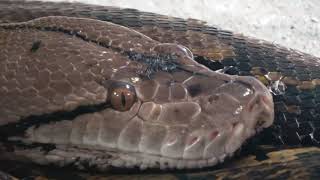 Reticulated python opens Jaw  Amazing [upl. by Pollitt]