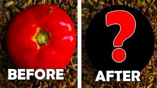 🍅 Maggots vs Tomato Black Soldier Fly Timelapse 4 [upl. by Ayocal]