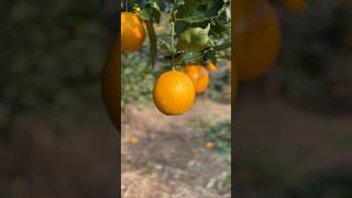 Picnic idea for family Orange picking meliorafarms orangepicking orange farm sydney shorts [upl. by Syla63]