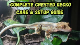 Complete Crested Gecko Care amp Setup Guide [upl. by Yentruoc]