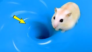 🌊🐹 Hamster Escapes Maze Whirlpool 🌊 Pets in real life 🛑Live Stream😱 hamsterescape mazediytraps [upl. by Atsillac411]