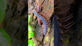 watch local centipede viral shortvideo centipede [upl. by Robby]