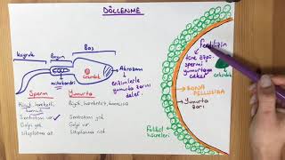 İNSANDA ÜREME DÖLLENME [upl. by Vihs]