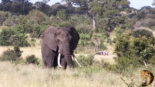 Spectacular Tusker Elephant Bull quotMazithiquot [upl. by Ahsatsan439]