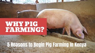 Why Maggot Farming Is PROFITABLE In PIGGERY [upl. by Hnid]