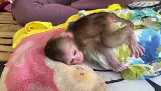 Adorable baby monkey washing and apply the medicine [upl. by Nuahc46]