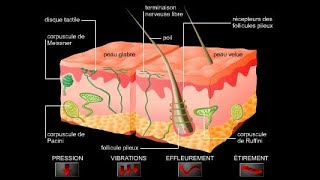 Physiologie des récepteurs sensoriels [upl. by Atirahc]