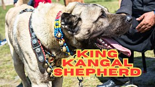 The Kangal Shepherd dog [upl. by Pike160]