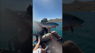 Pyramid Lake Fly Fishing From Kayak [upl. by Virgel]