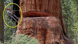 Top BIG Tree Fails  Stupid People Cutting Down Giant Trees [upl. by Ilahsiav]