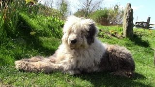 How To Clip An Old English Sheep Dog With A Matted Coat And How They Get That Way [upl. by Gerita]