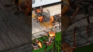 Giant Hornets Distracted by Honey Forget to Attack Japanese Honeybees [upl. by Asilegna]