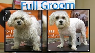 How to groom a Zuchon full groom [upl. by Borchert457]