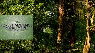 Forest Ambience  Nature Sound Effect Free Download [upl. by Ahern221]