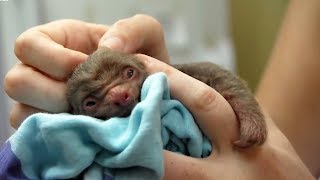 Worlds Cutest Baby Animals  BBC Earth [upl. by Euqinwahs]