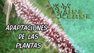 Adaptaciones de las Plantas Introducción [upl. by Jemina]