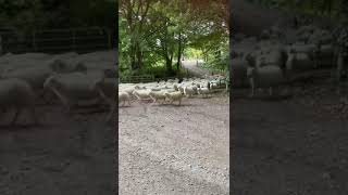 Store Lambs from David Scott Shepherds Cottage [upl. by Dempsey391]